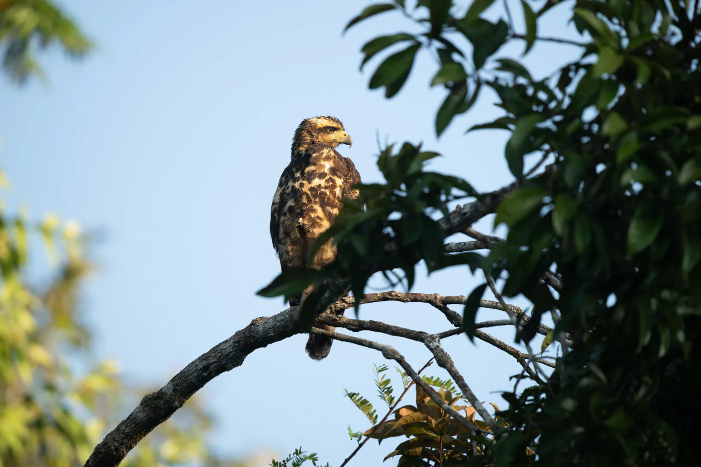 Un rapace au plumage brun moucheté, perché sur une branche devant le ciel.