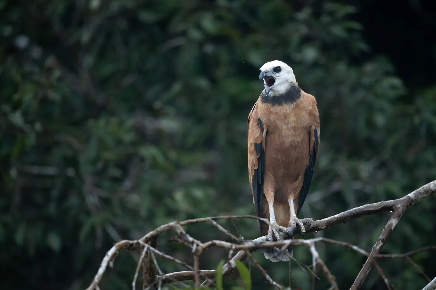 Un rapace roux à la tête blanche, bec ouvert, perché devant la forêt sombre.