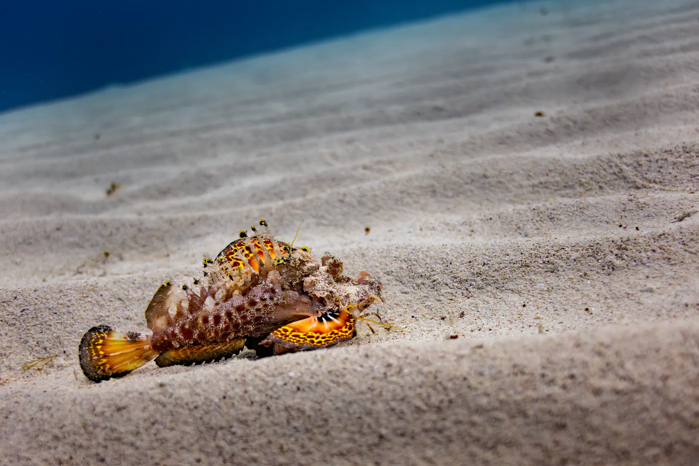 Une rascasse aux nageoires orange posée sur le sable ondulé.