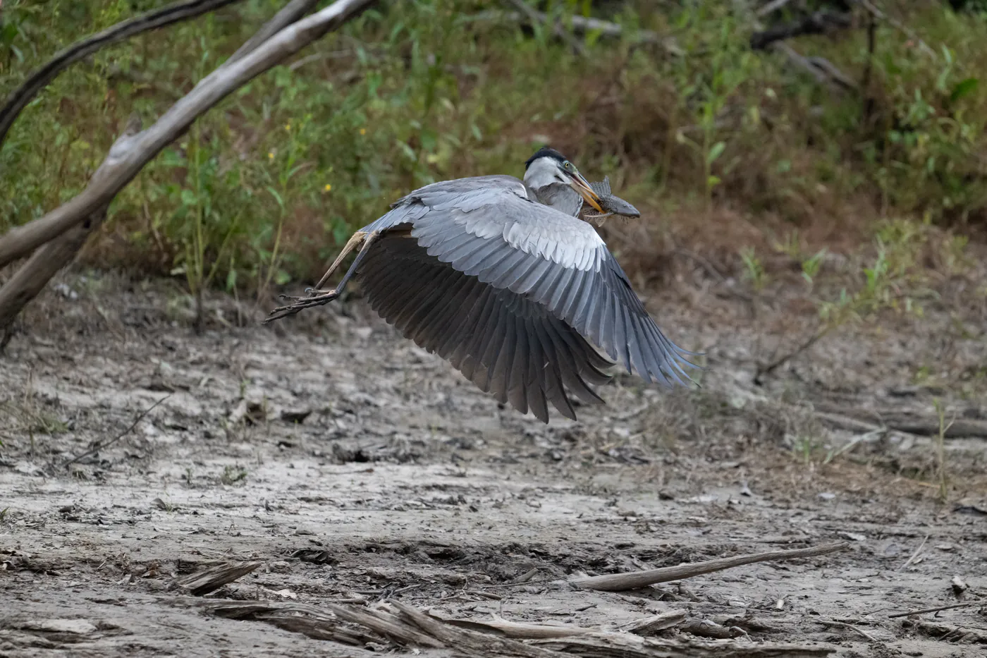 Un héron gris s’envole au-dessus de la berge, un poisson dans le bec.