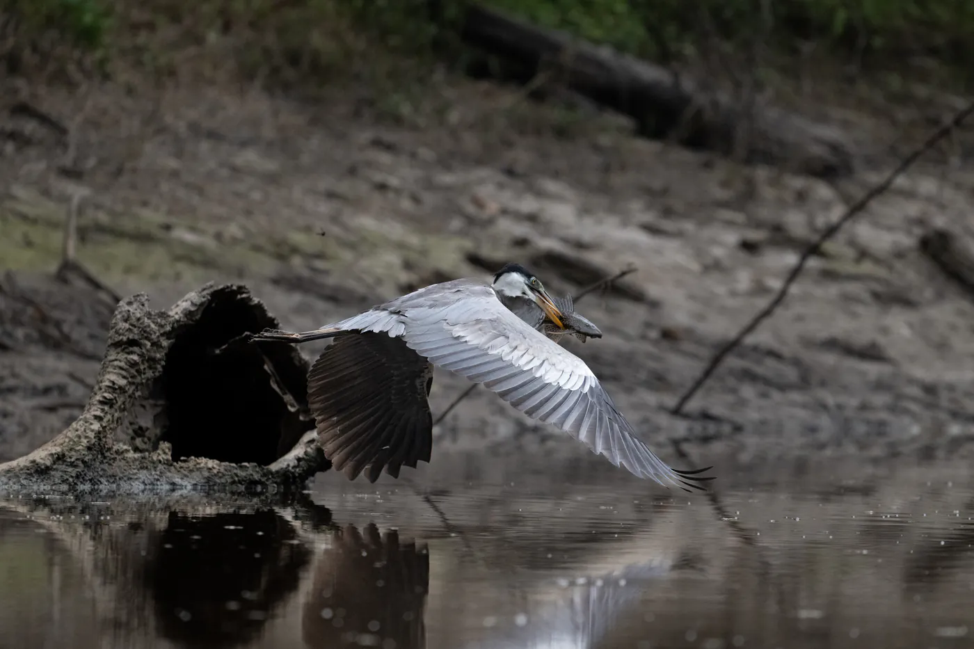 Le héron vole au ras de l’eau, ailes déployées.