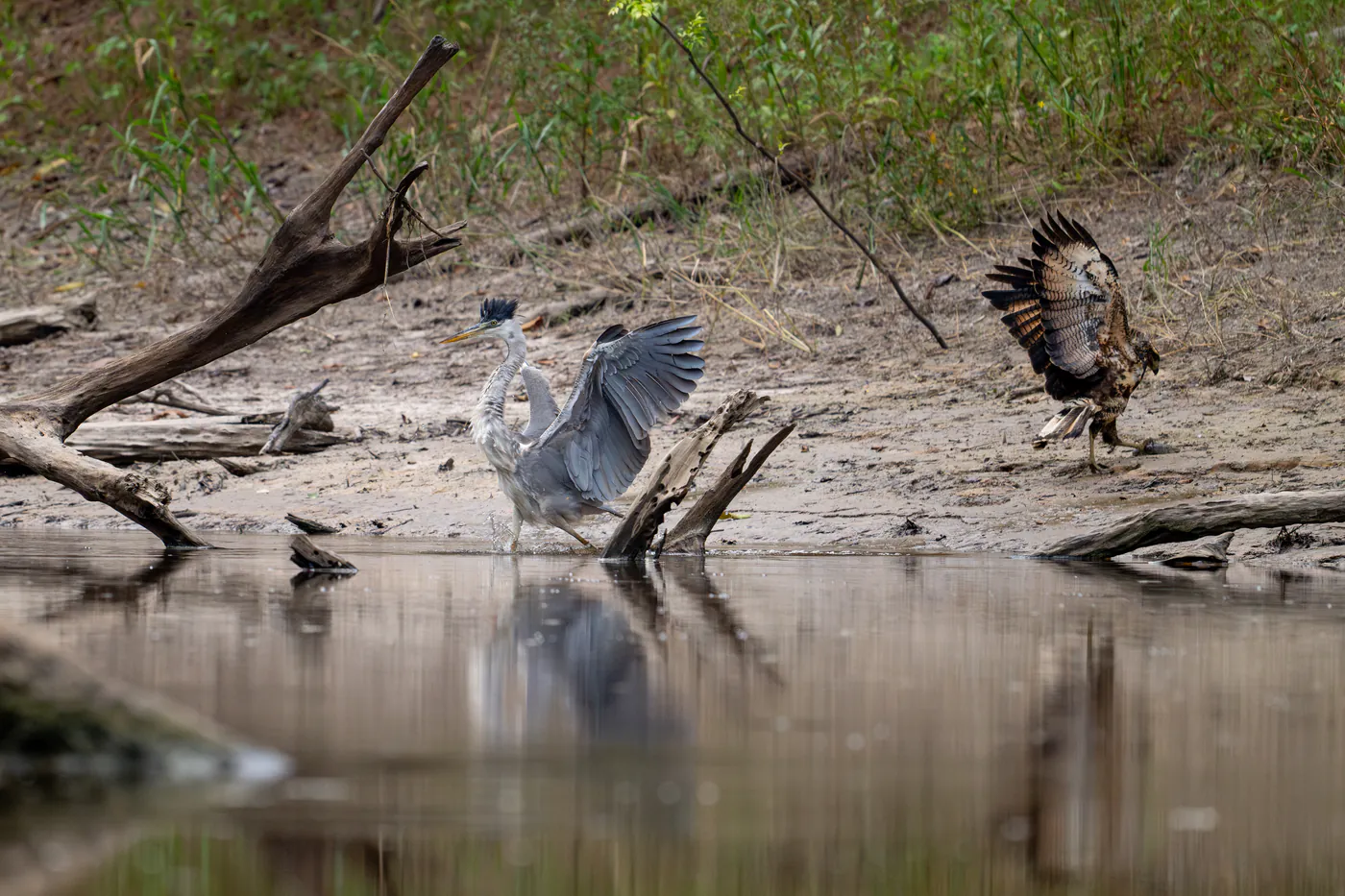 Le rapace décolle, le héron reste au bord de l’eau.