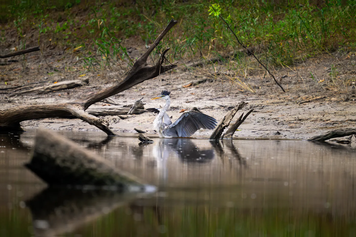 Le héron seul au bord de l’eau, ailes encore entrouvertes.