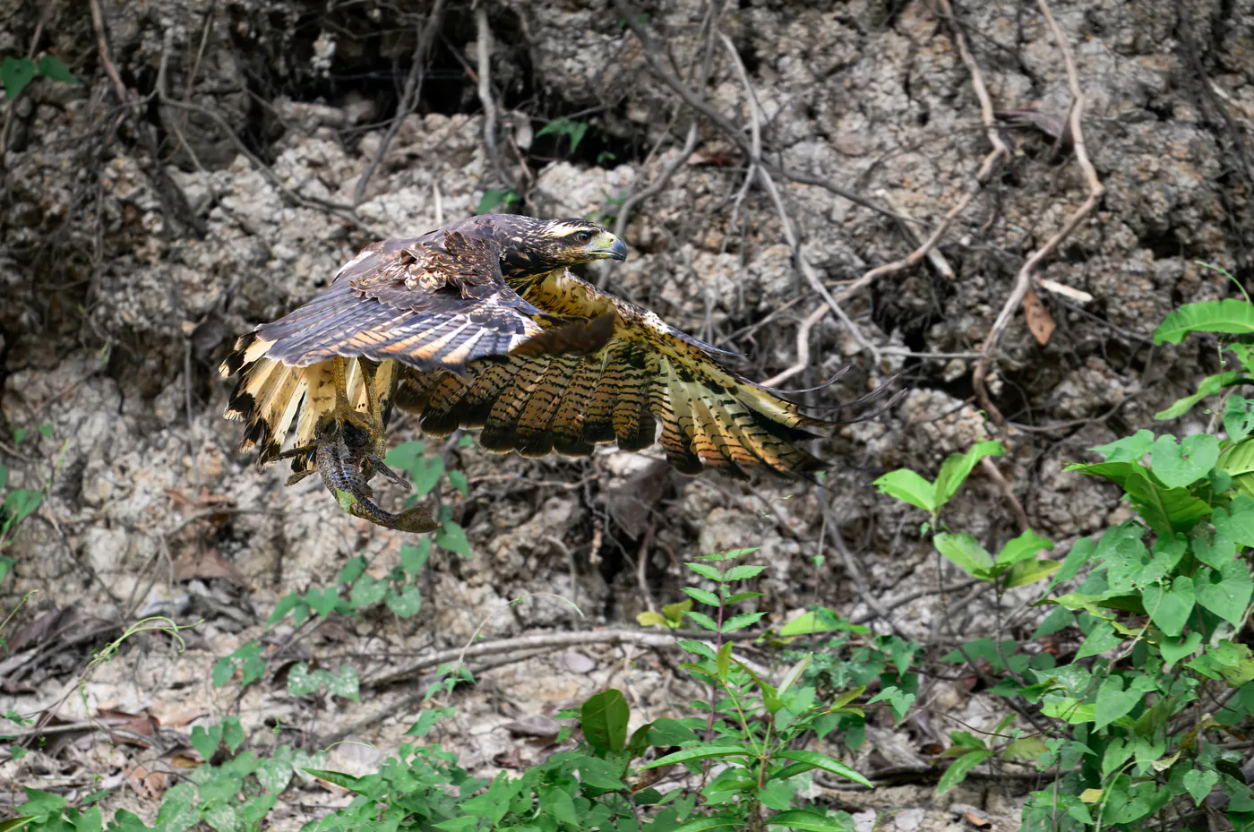 Le rapace vole le long de la berge, le poisson entre les serres.