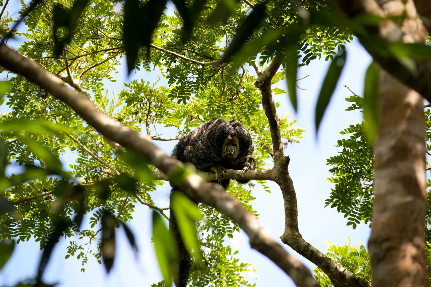 Un singe noir au visage clair, perché haut dans un arbre, à contre-jour sur le ciel.
