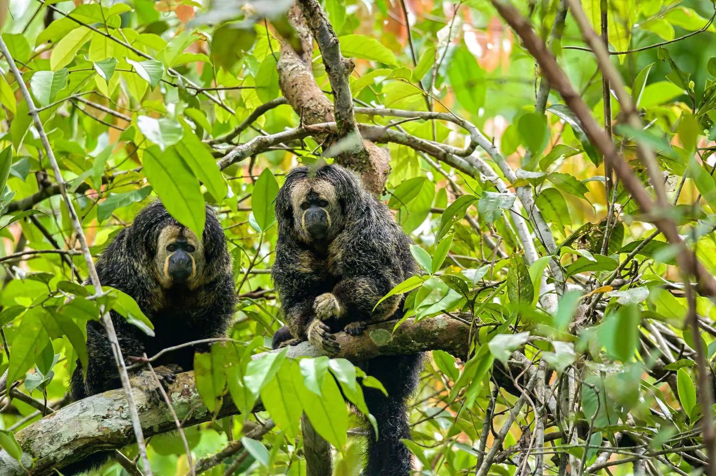 Deux singes au pelage noir et au visage clair, assis côte à côte sur une branche, regardent l’objectif.