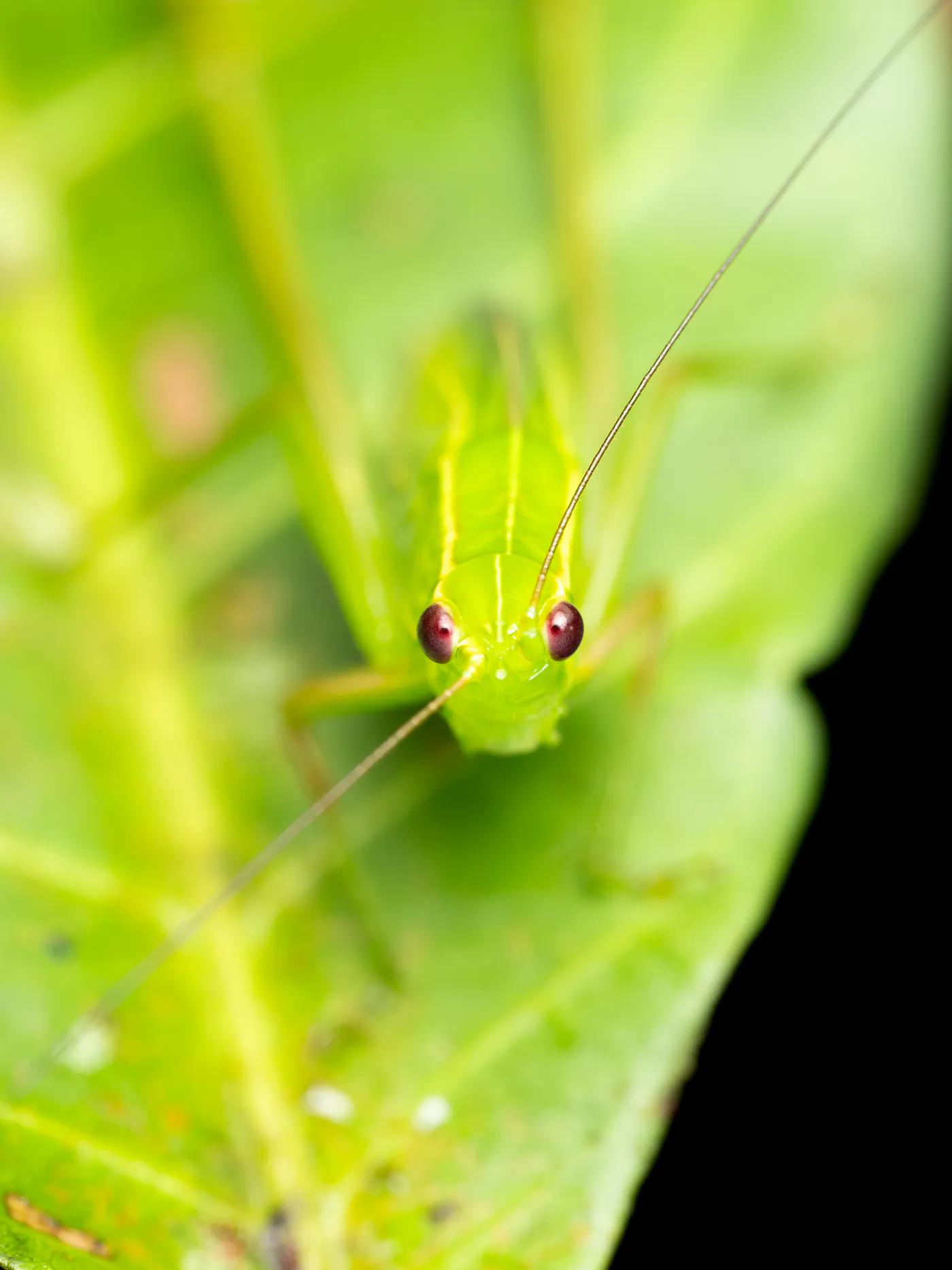 Une sauterelle vert tendre, aux longues antennes, sur une feuille.