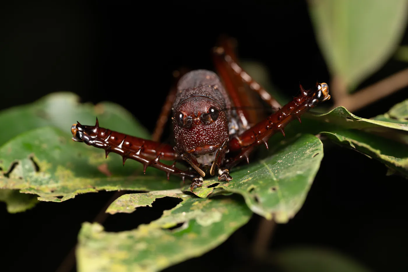 Une grosse sauterelle rouge-brun aux pattes hérissées d’épines, sur une feuille.