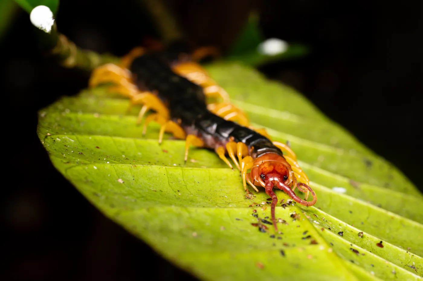 Une scolopendre noire aux pattes orange traverse une feuille.