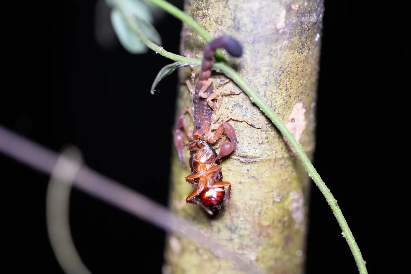 Un scorpion brun-rouge descend le long d’un tronc.
