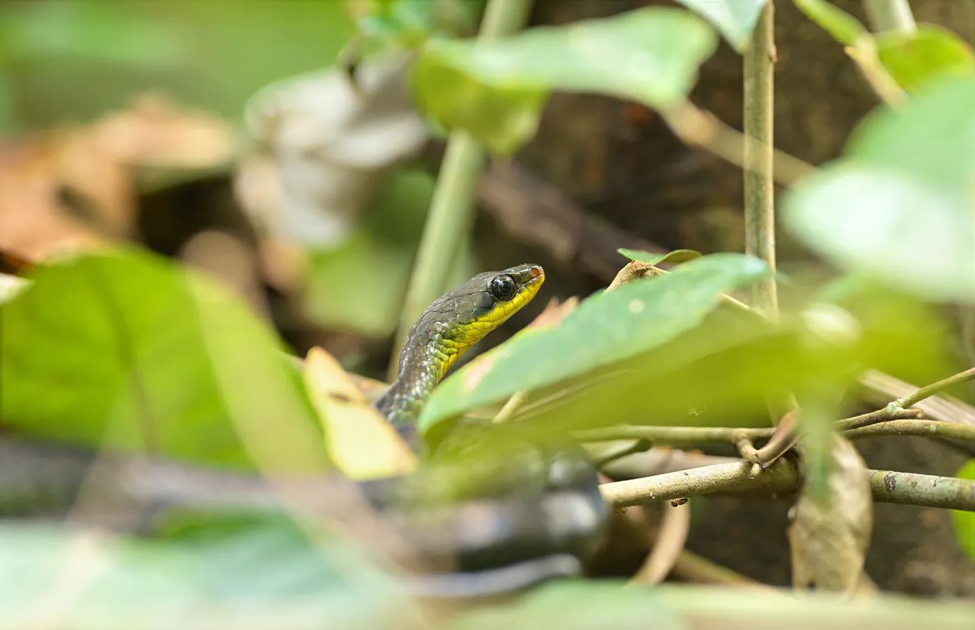La tête d’un serpent vert aux lèvres jaunes émerge des feuilles.