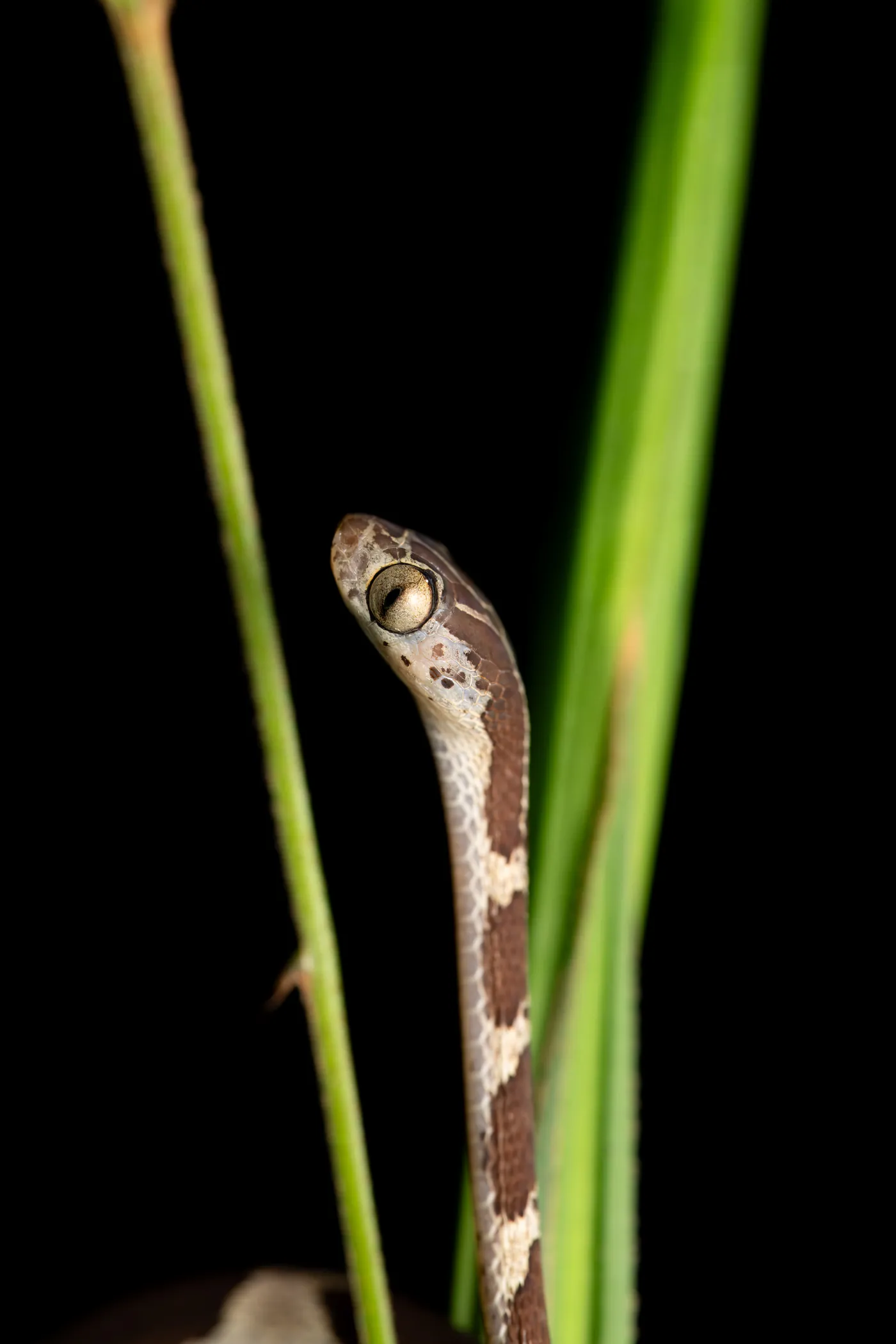 Un serpent tacheté de brun se dresse le long d’une tige.