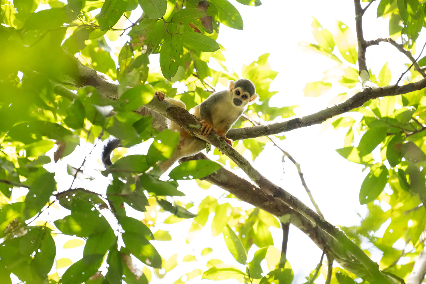 Un singe-écureuil au masque blanc observe depuis une branche, à contre-jour dans le feuillage.