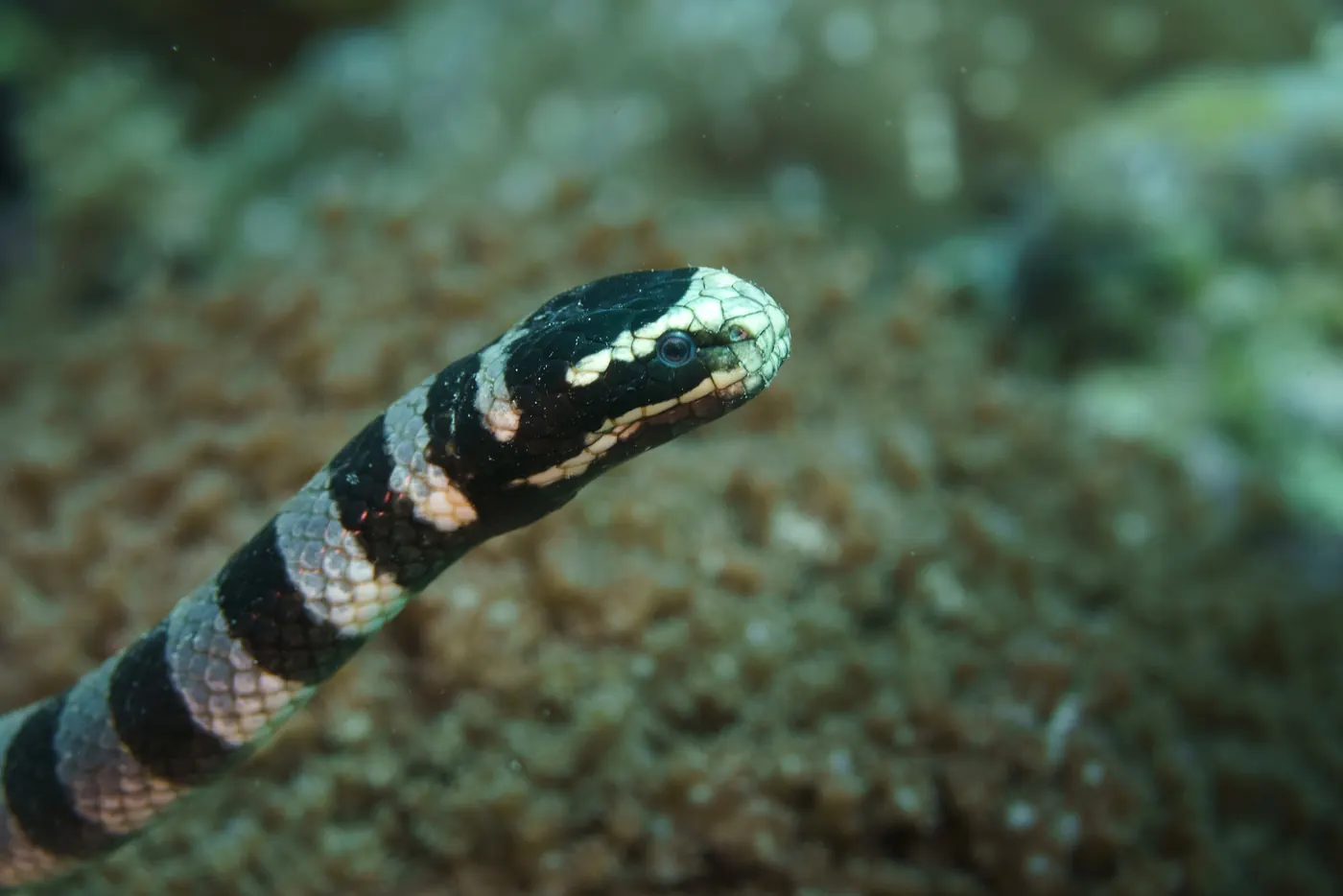 Serpent marin rayé noir et blanc, la tête dressée au-dessus du fond.