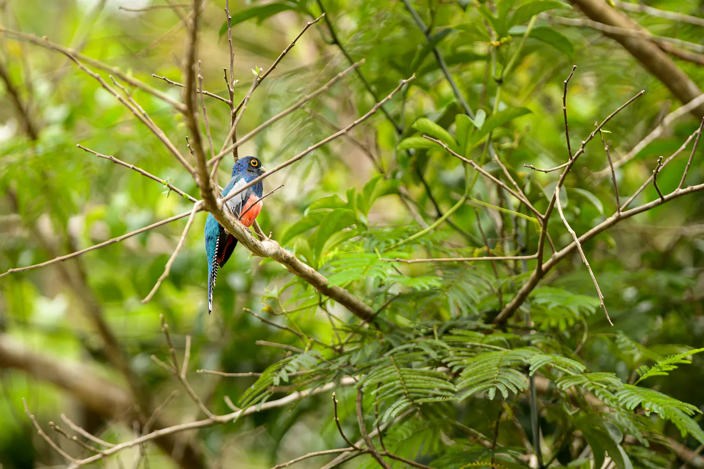 Un trogon au dos vert et au ventre orange, perché dans les branches fines.